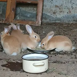 Кролики бургунская порода линия моряк, Панҷакент