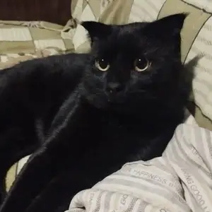 Кошка, Душанбе