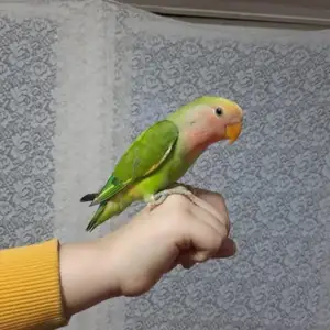 Попугай, Душанбе