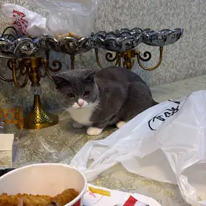 Кошка, Душанбе