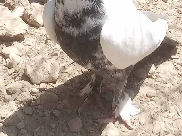 Кафтар, Бохтар (Курган-Тюбе)