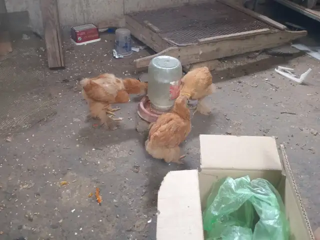 Мурги хонаги, Душанбе