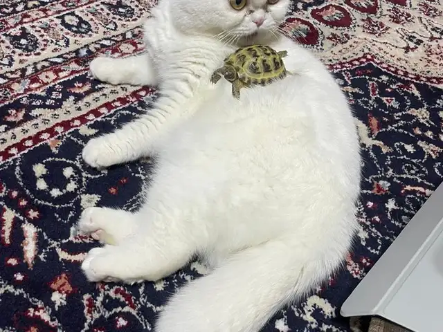 Шотландская вислоухая кошка, Исфара