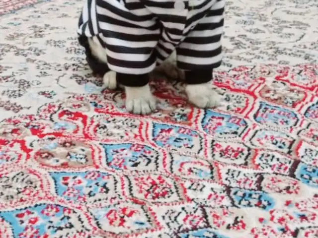 Кот на вязку, Душанбе