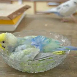 Попугай, Душанбе