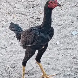 Хуруси Дакан, Хуҷанд