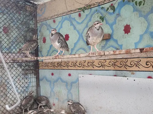 Кабк чуча, Хуҷанд