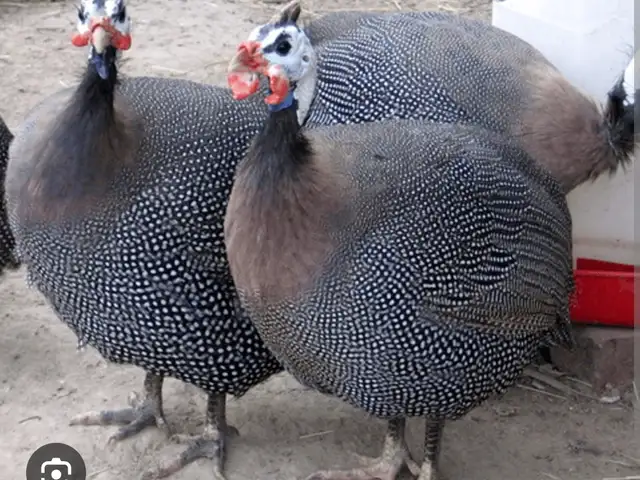 Цесарка, Душанбе