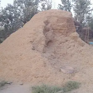 Кахи майда, Вахш