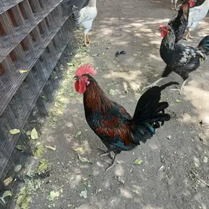 Хурусҳо, Худжанд