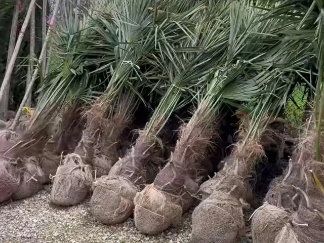 Палма, Душанбе