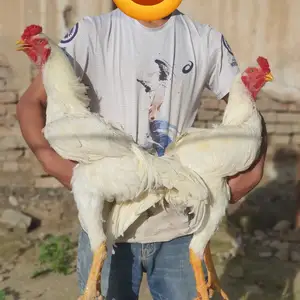 Дакан, Истаравшан