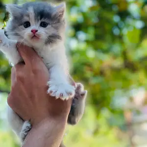 Британские котята, Душанбе