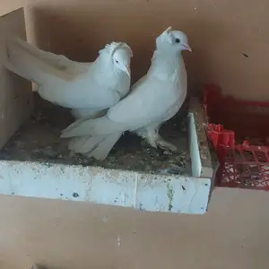 Голуби, Вахдат