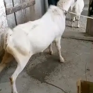 Буз, Душанбе