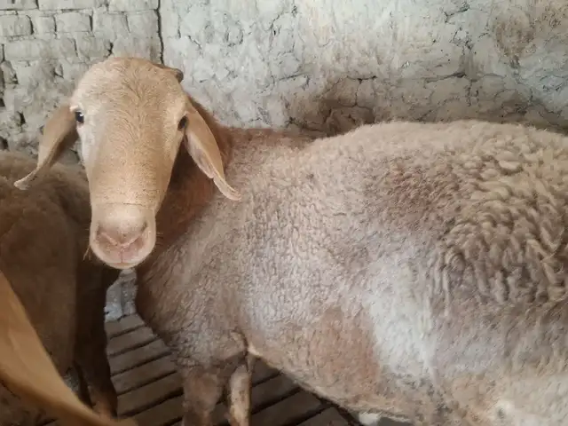 Гусфанд, Хуҷанд