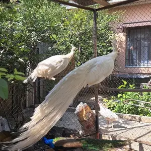Товус, Канибадам