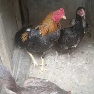 Хуруз даканг, Хуҷанд