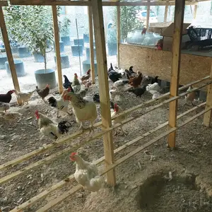 Тухми Рябушка, Вахдат