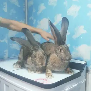 Кролик, Душанбе