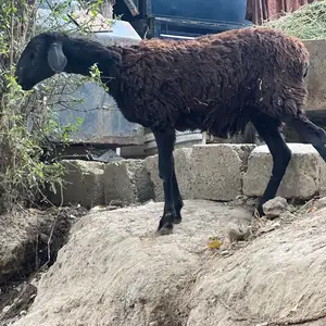 Гусфанд, Душанбе