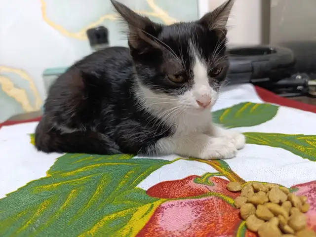 Котенок, Хуҷанд