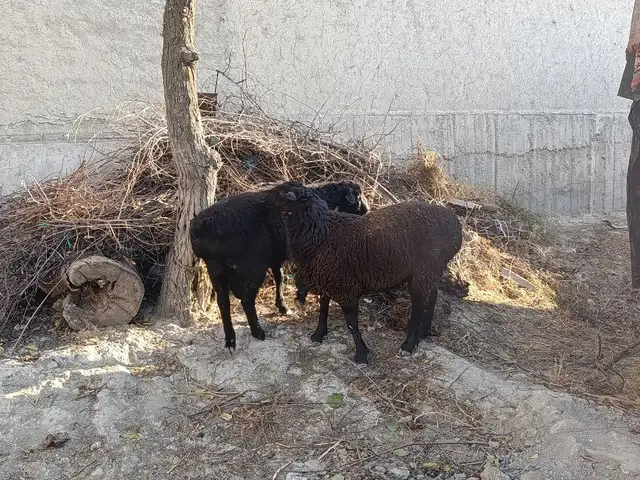 Гусфанд, Худжанд