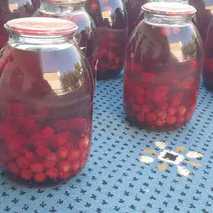 Кампоти олуча малина, Хуҷанд