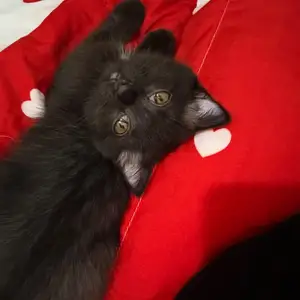 Кошка, Душанбе