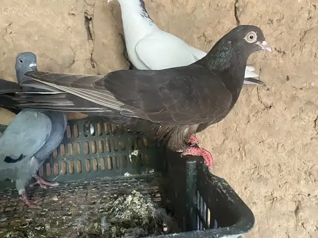Кафтар, Кабодиён