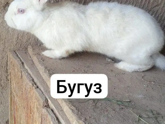 Хиколь, Кӯлоб