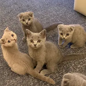 Шотландские вислоухие котята, Душанбе