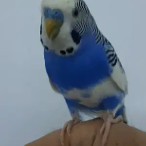 Попугай, Душанбе