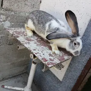 Заргуш, Гиссар