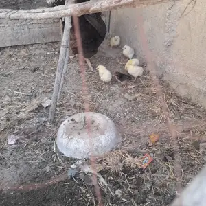 Мург бо чуҷаҳояш, Гиссар
