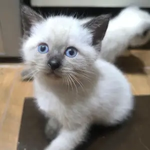 Сиамские котята, Душанбе