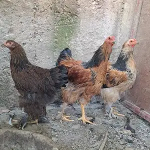 Чучаи брама, Гиссар