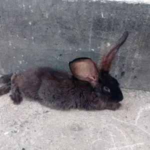 Харгуш, Душанбе