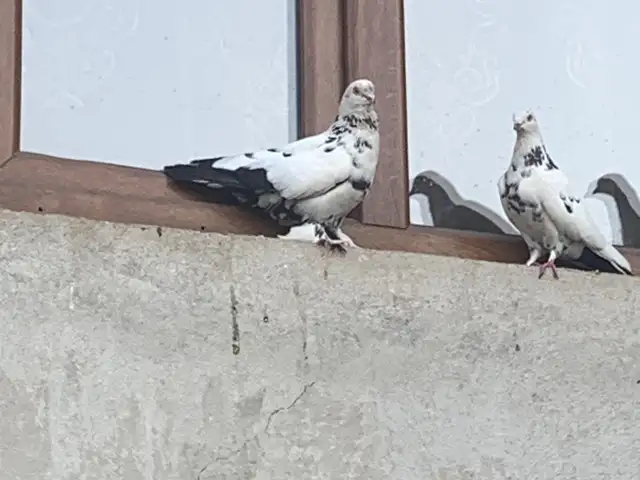 Голубь, Душанбе