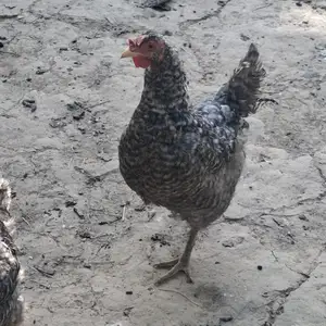 Мург, Душанбе