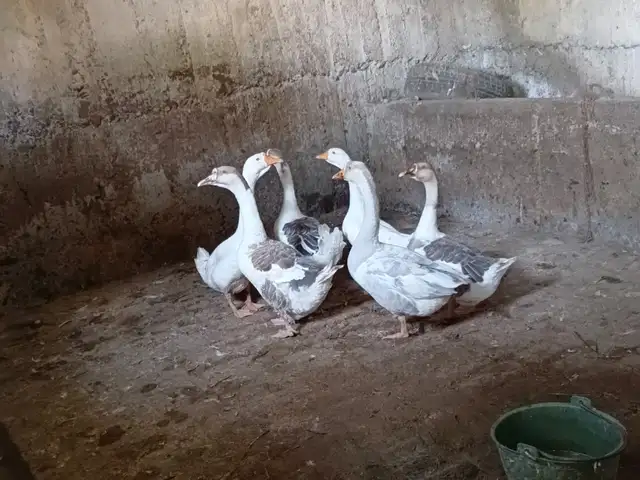 Гоз, Истаравшан