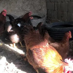 Тухми ломан брама, Душанбе