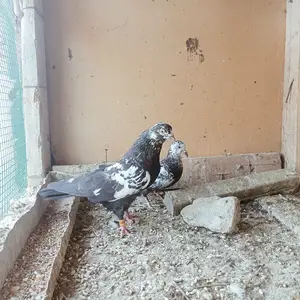 Кафтар, Душанбе