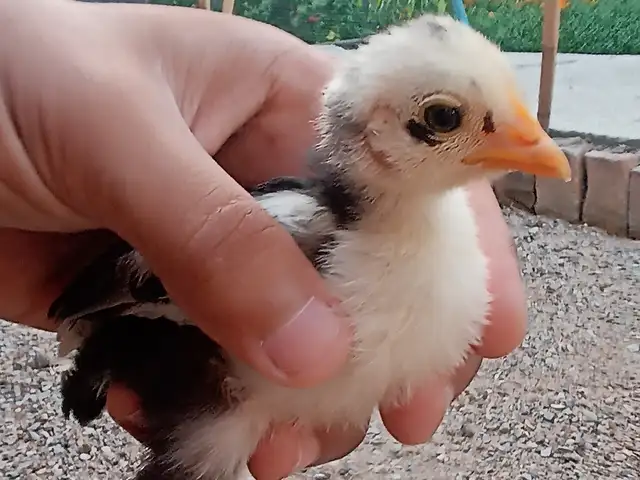 Чучаи Японча, Душанбе