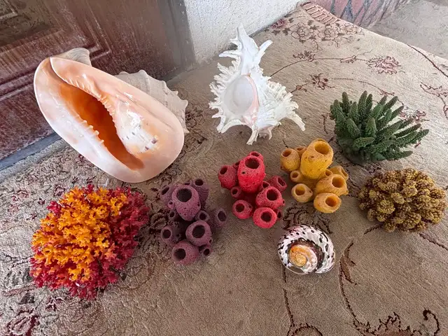 Натуральная ракушка и кораллы, Душанбе