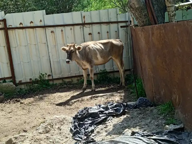 Гуноҷин, Нуробод