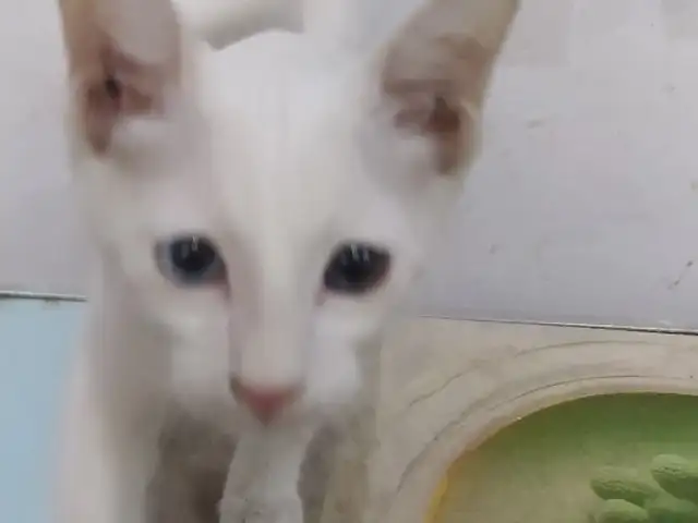 Котик, Бустон (Чкаловск)