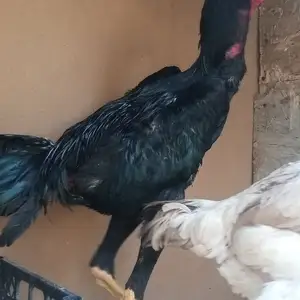 Хурузчуча мокён, Вахдат
