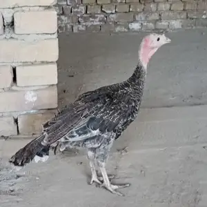 Индюки, Истаравшан