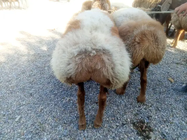 Кушкор, Мастчоҳ